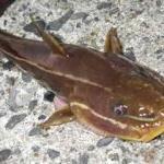 魚のフェロモン その4