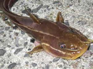 魚のフェロモン その4