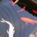 魚のフェロモン その5