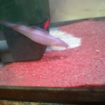 魚と電気 その2