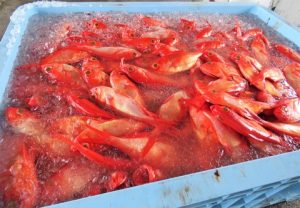 黒潮大蛇行とニッポン　その5