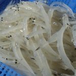 シラウオとワカサギ その1