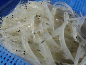 シラウオとワカサギ　その1