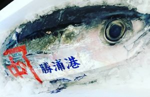 産地情報〜勝浦〜
