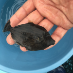 宮崎の養殖ブランド魚が大集合!!!