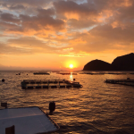 カワハギ養殖 第一の試練