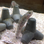 我が家の生き物たち