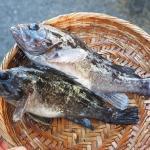 北海道の鯛と称されるクロソイ