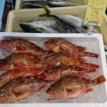 美味しさは格別。スーパーではなかなか買えない魚、カサゴ