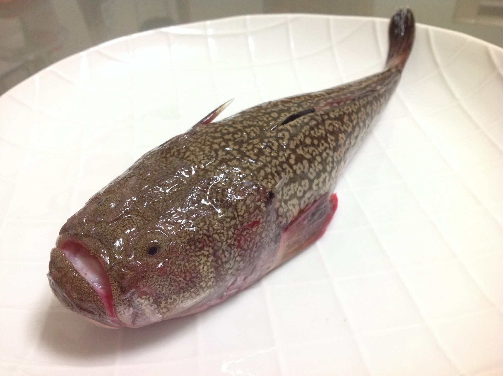 ミシマオコゼ