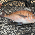 釣り初心者が行く!初めての釣り堀