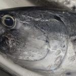 幻の魚「スマ」の衝撃~ジョージのつぶやき~