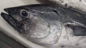 幻の魚「スマ」の衝撃～ジョージのつぶやき～