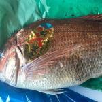 漁師の努力「活〆」~ジョージのつぶやき~