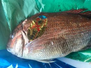 漁師の努力「活〆」～ジョージのつぶやき～