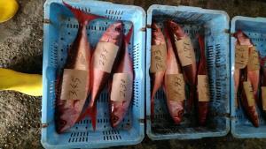 真っ赤なのに白身の「ハチビキ」っておいしいの？？～ジョージのつぶやき～