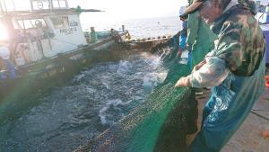 漁師の努力「神経〆」~ジョージのつぶやき~