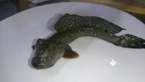 ☆ゆずきのお魚まめちしき☆【第1回:ムツゴロウ(スズキ目ハゼ科)】