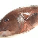 海のヤンキー!コブダイを食べてみた!