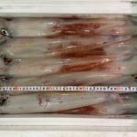 高級イカ「ケンサキイカ」赤なの?白なの?ー水揚げダイジェストVol.4ー