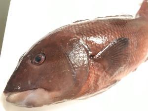 海のヤンキー！コブダイを食べてみた！