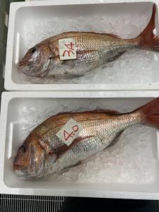 春の風物詩「桜鯛」ってなに？～ジョージのつぶやき～