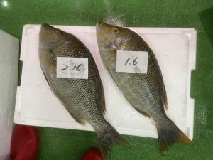 フエフキダイの旬はいつ？ー水揚げダイジェストVol.1ー