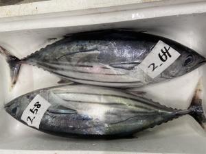 カツオは北上している？ー水揚げダイジェストVol.3ー