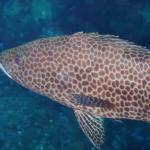 【2022年最新】高級魚オオモンハタの値段相場はどれくらい?旬の時期・人気の調理方法もご紹介