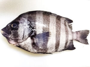 【2022年最新】イシダイの値段相場はどれくらい？旬の時期・人気の調理方法もご紹介