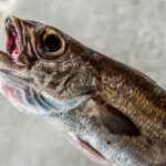 高級魚クロムツの値段やおすすめの食べ方は?