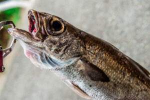 高級魚クロムツの値段やおすすめの食べ方は？