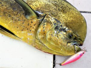 シイラはまずい？その味や美味しいレシピ、旬な時期をご紹介