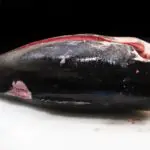 【2022年最新】高級魚のランキング6選!価格から超高級魚までご紹介