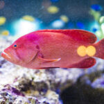 【2022年最新】アカジンの値段相場はどれくらい?旬の時期・人気の調理方法もご紹介