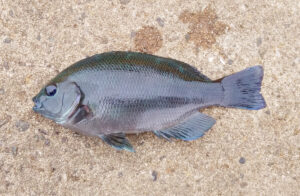 メジナ(グレ)はまずい？その味や美味しいレシピ、旬な時期をご紹介