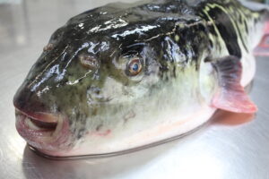 【2022年最新】トラフグの値段相場はどれくらい?旬の時期・人気の調理方法もご紹介