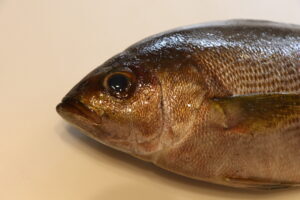 【2022年最新】イサキの値段相場はどれくらい？旬の時期・人気の調理方法もご紹介