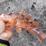 【2022年最新】高級魚カサゴの値段相場はどれくらい?旬の時期・人気の調理方法もご紹介