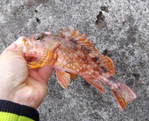 【2022年最新】高級魚カサゴの値段相場はどれくらい？旬の時期・人気の調理方法もご紹介