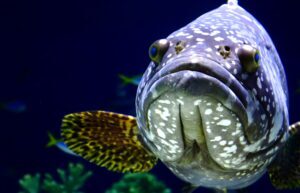 【2022年最新】タマカイの値段相場はどれくらい?旬の時期・人気の調理方法もご紹介