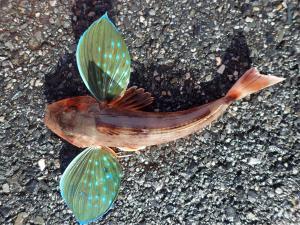 【2022年最新】ホウボウの値段相場はどれくらい？旬の時期・人気の調理方法もご紹介