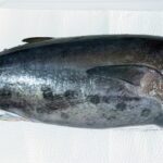 【2022年最新】クロマグロの値段相場はどれくらい?旬の時期・人気の調理方法もご紹介