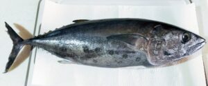 【2022年最新】クロマグロの値段相場はどれくらい？旬の時期・人気の調理方法もご紹介