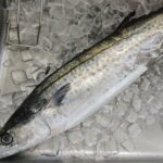 【2022年最新】サワラの値段相場はどれくらい?旬の時期・人気の調理方法もご紹介