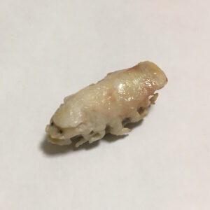 タイノエはまずい？その味や美味しいレシピ、旬な時期をご紹介！