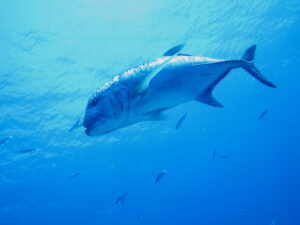 ロウニンアジ(GT)はまずい？その味や美味しいレシピ、旬な時期をご紹介