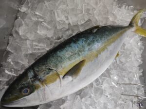 ヒラマサはまずい？その味や美味しいレシピ、旬な時期をご紹介