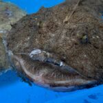 ソロキャンプの食材に産直鮮魚を届けてみた!
