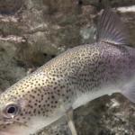 イトウはまずい？その味や美味しいレシピ、旬な時期をご紹介